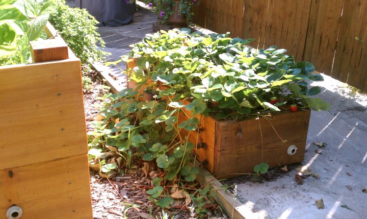 Strawberry box, summer 2011