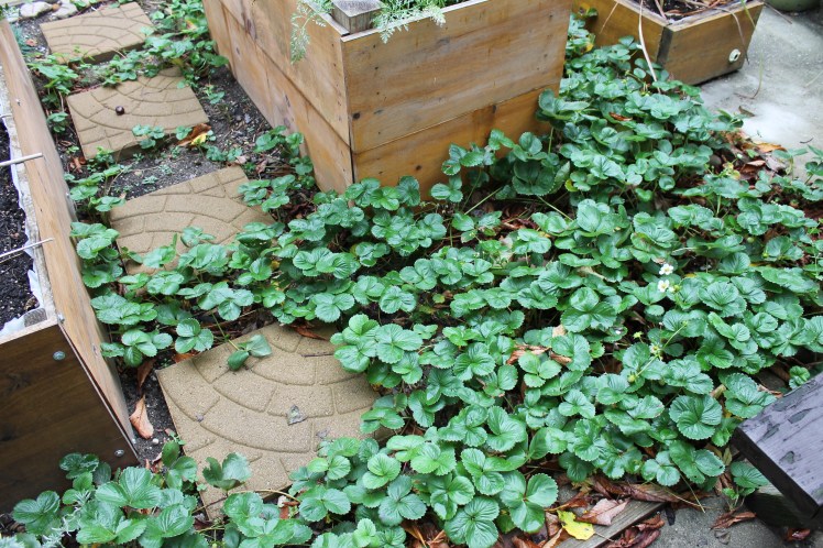 The strawberries are filling in nicely