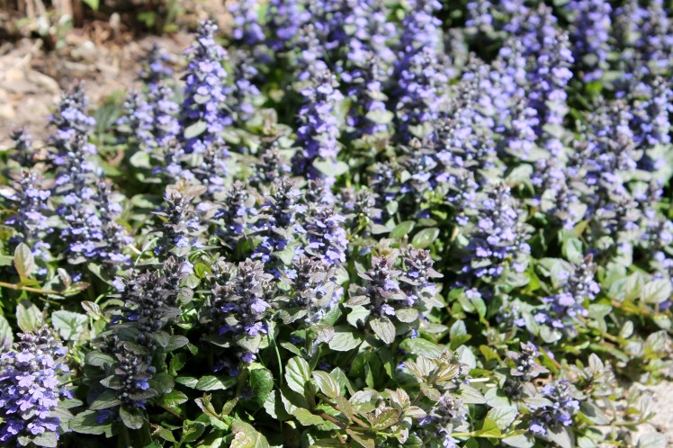 ajuga