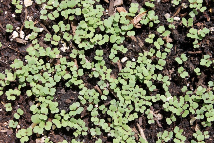 arugula seedlings