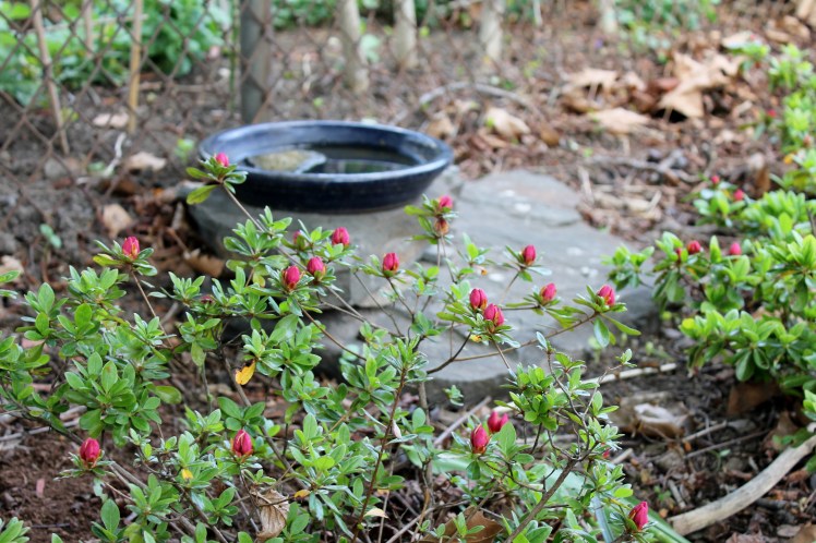 azalea and bird bath
