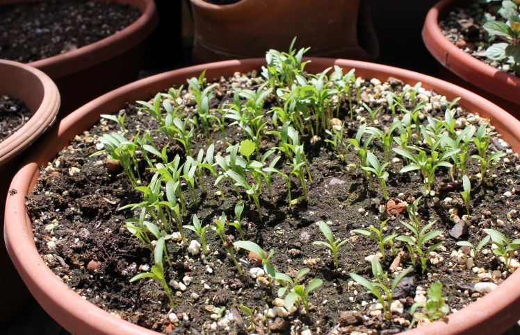cilantro seedlings