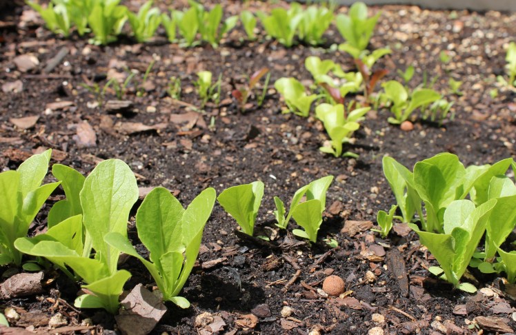 lettuce and carrot seedlings