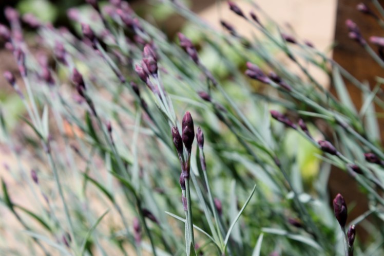 dianthus buds