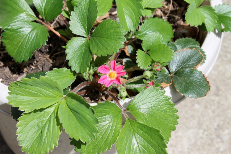 pink strawberry blossom
