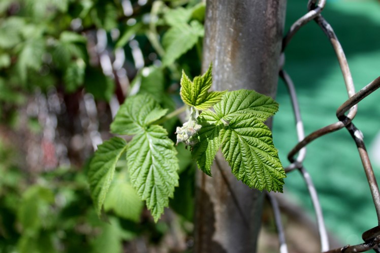Raspberries