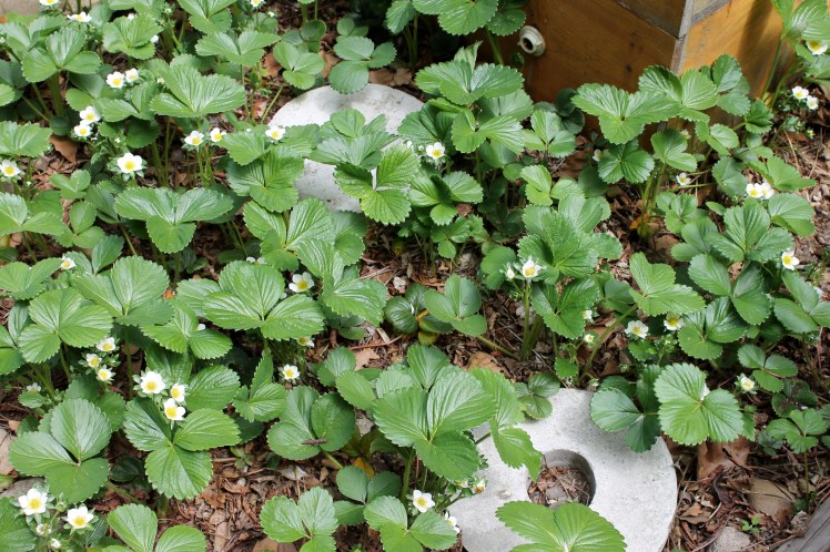 Strawberries and concrete stepping stones