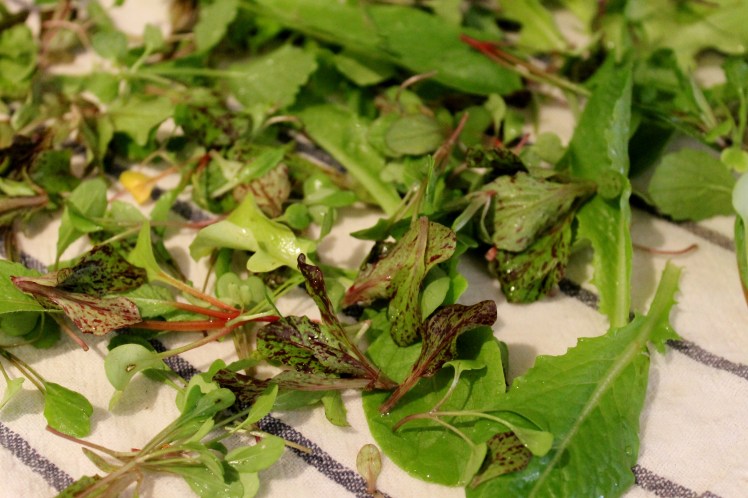 Baby lettuce and sprouts