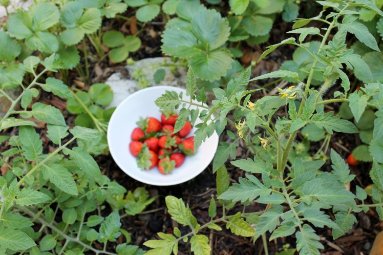 Tomatoes and strawberries