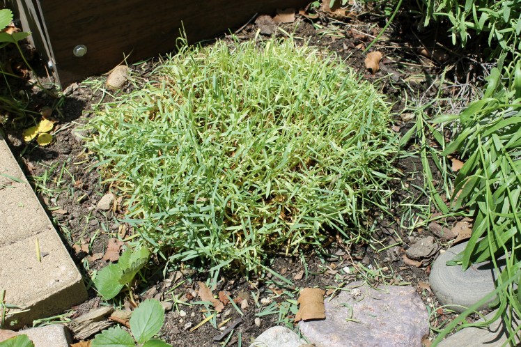 Trimmed dianthus