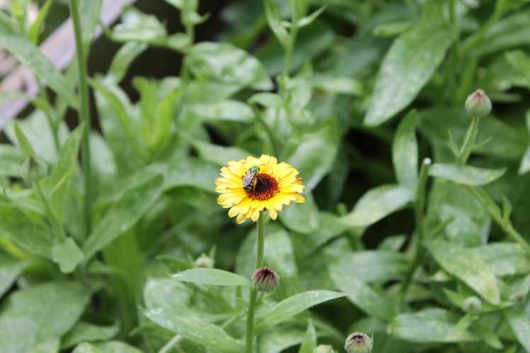 Fly on calendula
