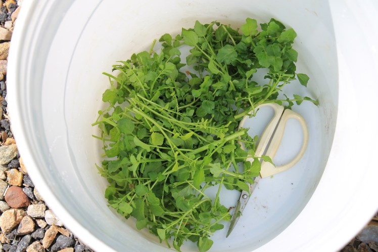 Fresh watercress