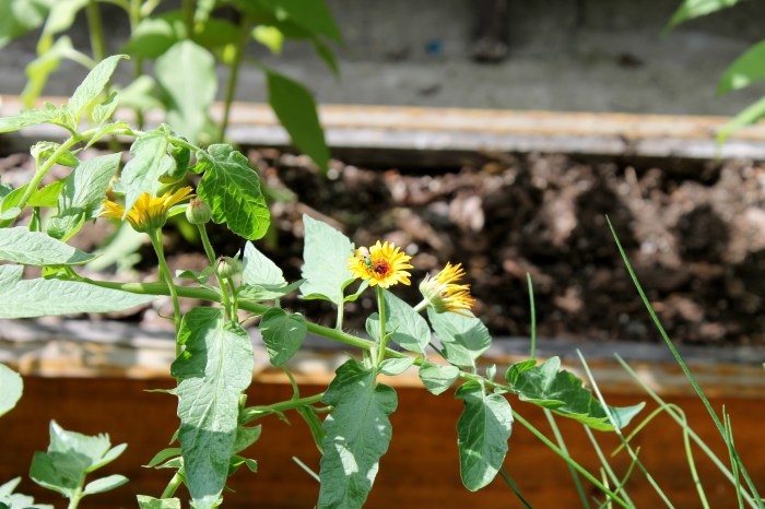Tomato and calendula and fly