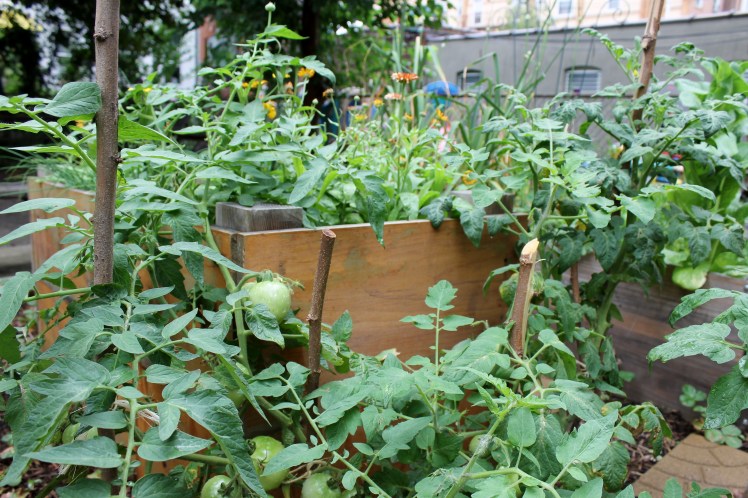 Tomatoes and calendula