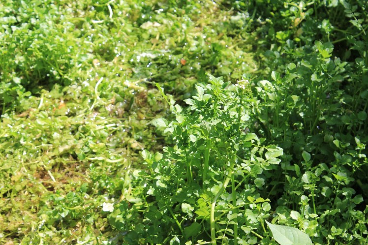 Watercress