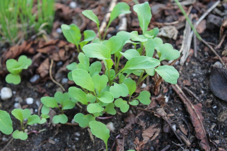 Arugula seedlings