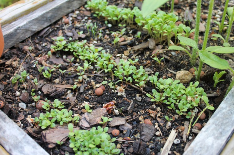 Lettuce seedlings