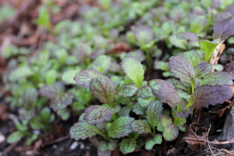 Mustard seedlings